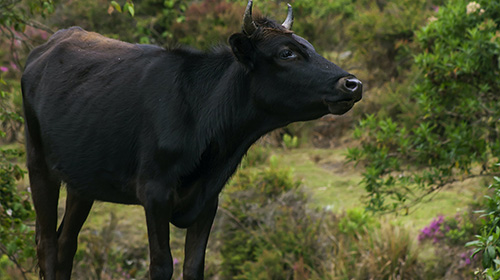 塩生牛原皮販売イメージ